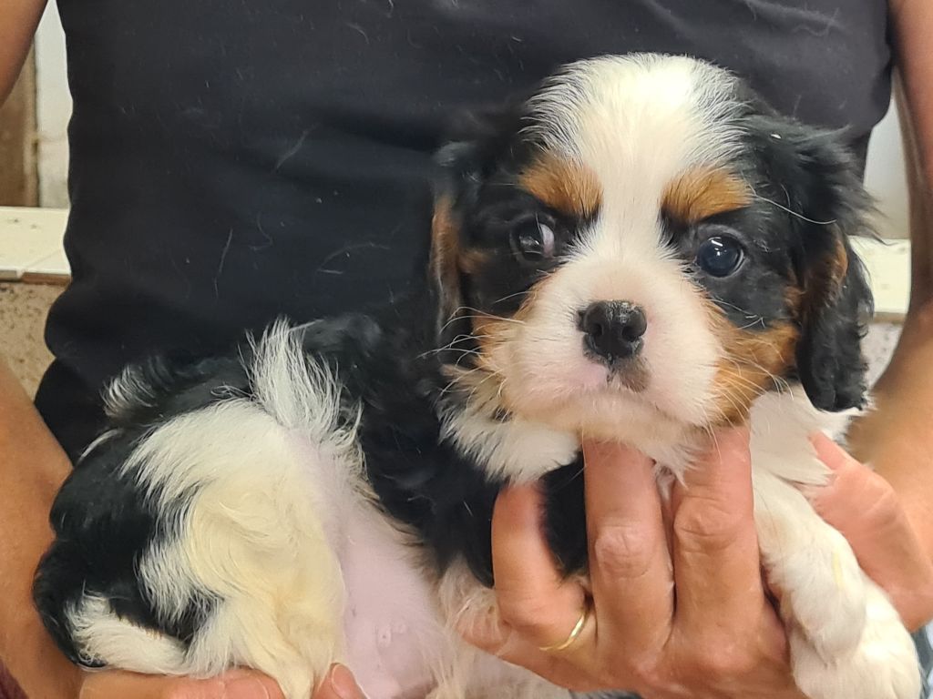 de Paline - Chiots disponibles - Cavalier King Charles Spaniel