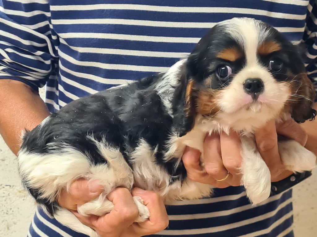 de Paline - Chiots disponibles - Cavalier King Charles Spaniel