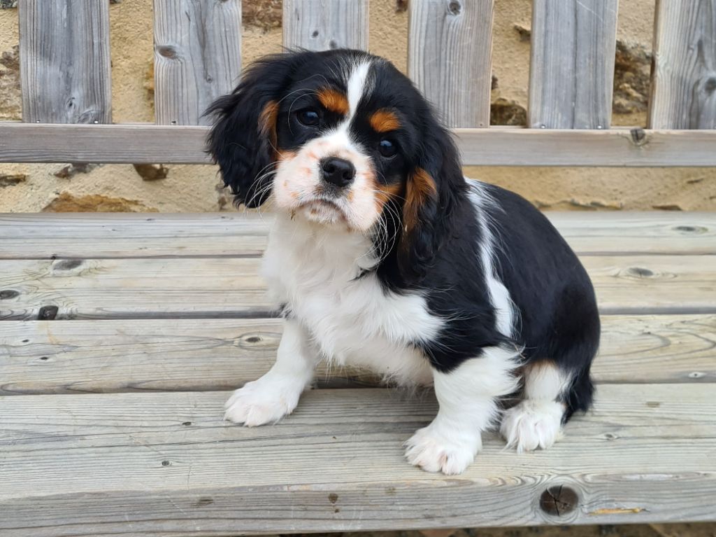 Chiot Cavalier King Charles Spaniel de Paline