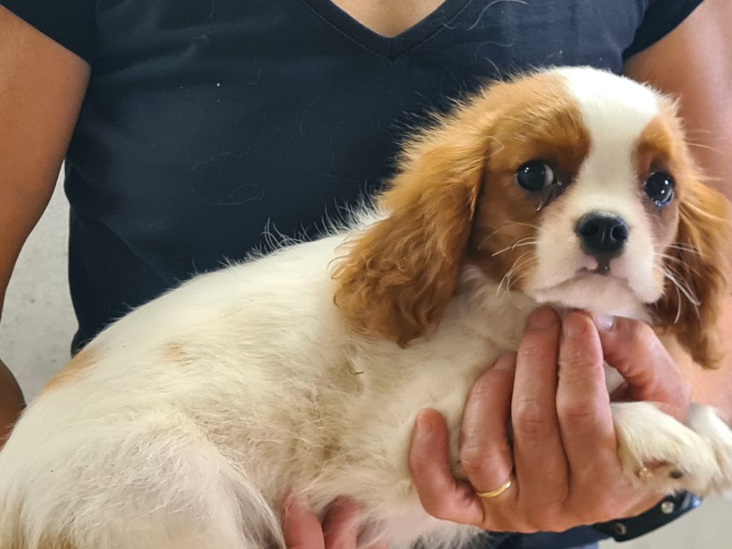 de Paline - Chiots disponibles - Cavalier King Charles Spaniel