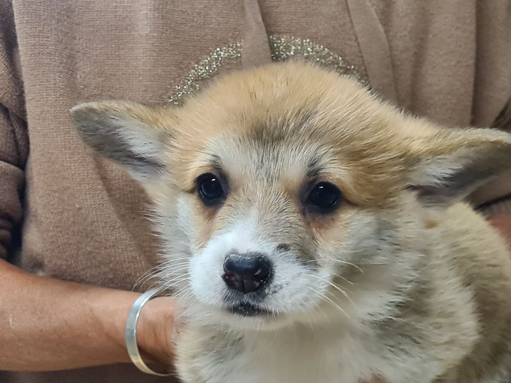 de Paline - Chiots disponibles - Welsh Corgi Pembroke