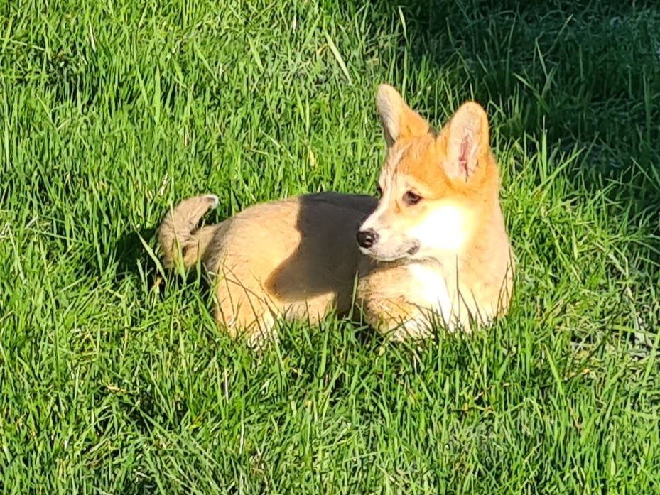 Chiot Welsh Corgi Pembroke de Paline