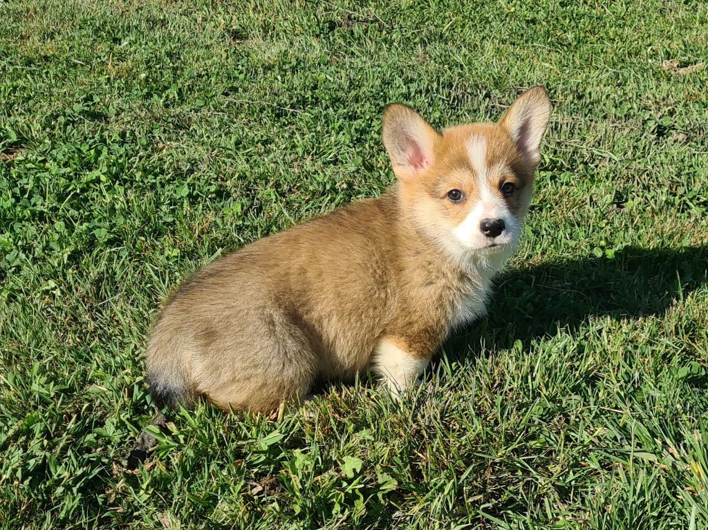 de Paline - Chiots disponibles - Welsh Corgi Pembroke