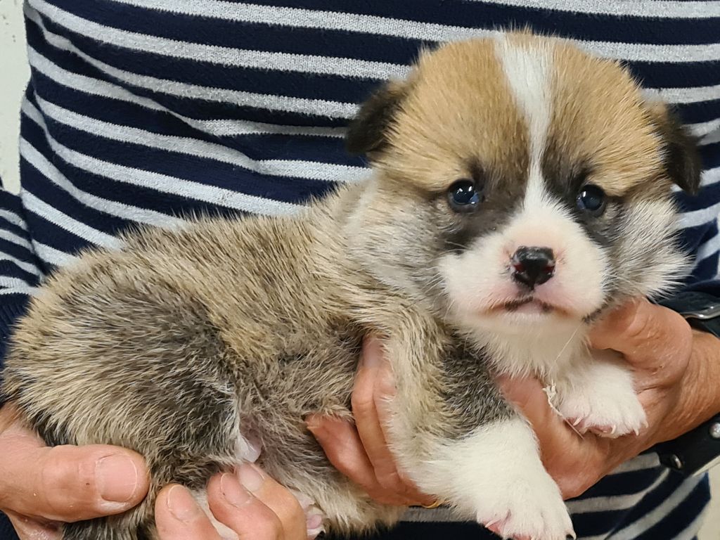 de Paline - Chiots disponibles - Welsh Corgi Pembroke
