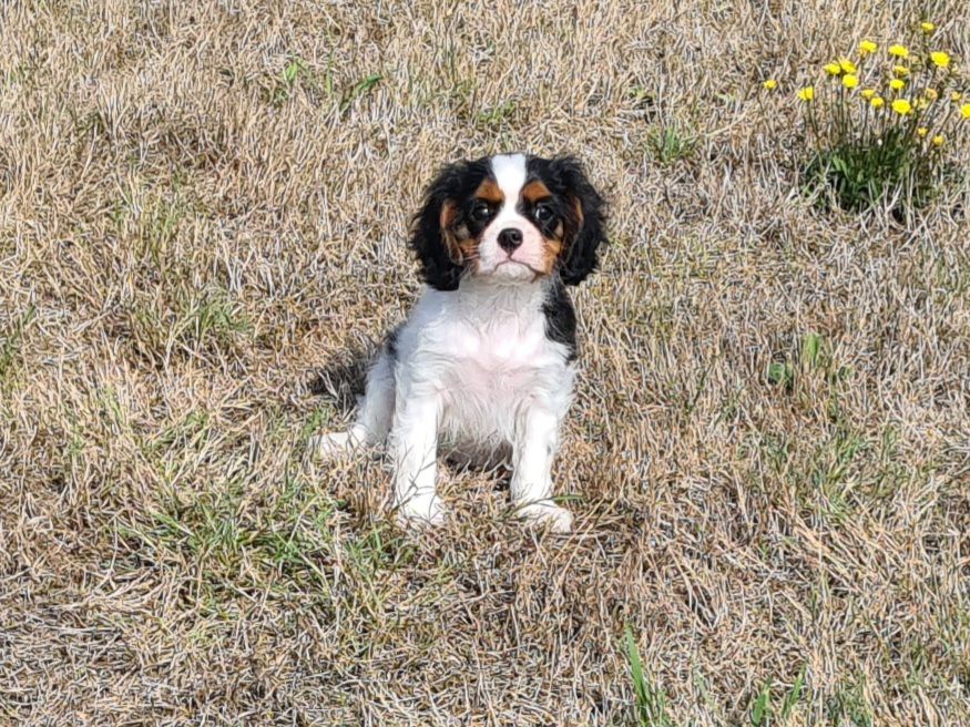 de Paline - Chiots disponibles - Cavalier King Charles Spaniel