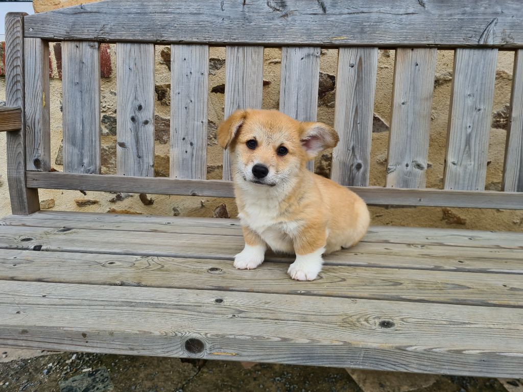 Chiot Welsh Corgi Pembroke de Paline