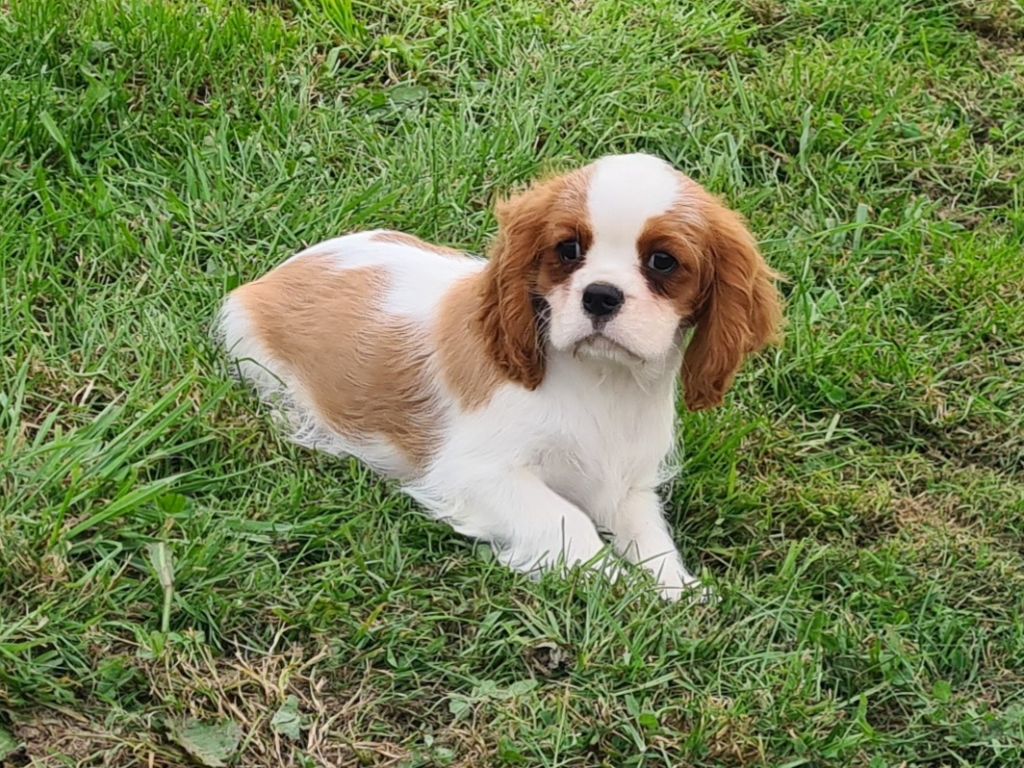 de Paline - Chiots disponibles - Cavalier King Charles Spaniel