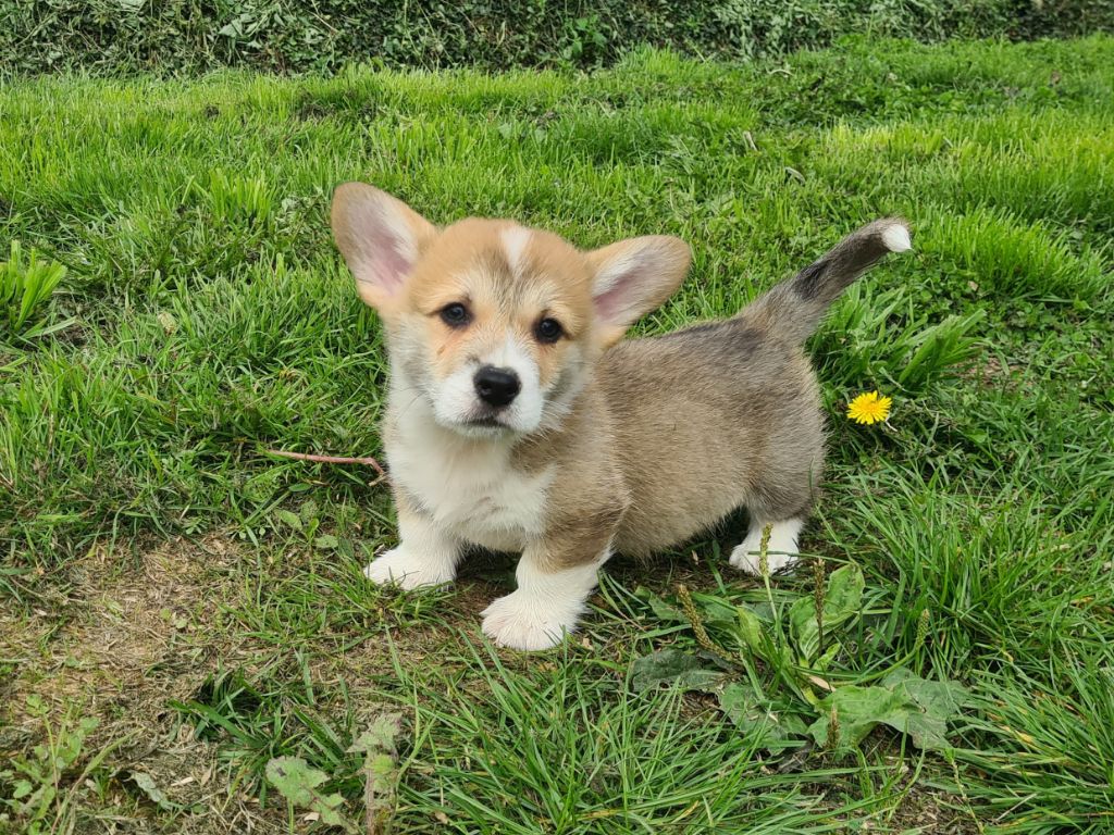 de Paline - Chiots disponibles - Welsh Corgi Pembroke
