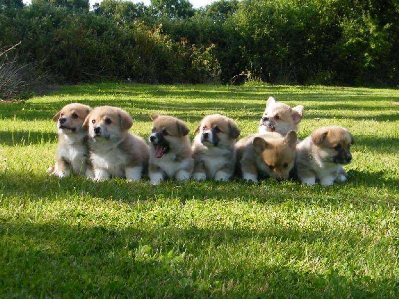 Chiot Welsh Corgi Pembroke de Paline
