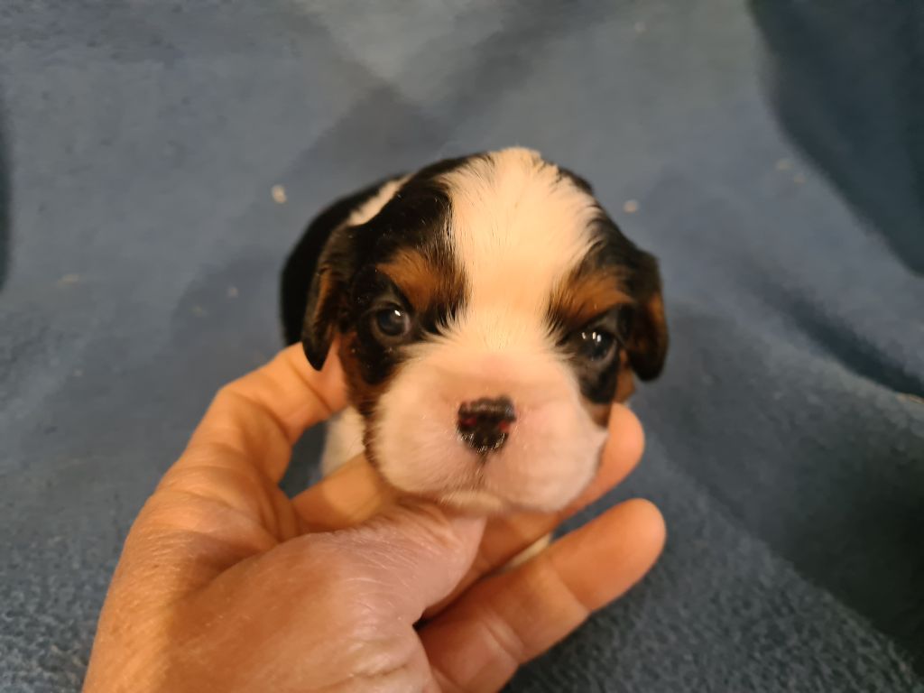 de Paline - Chiots disponibles - Cavalier King Charles Spaniel