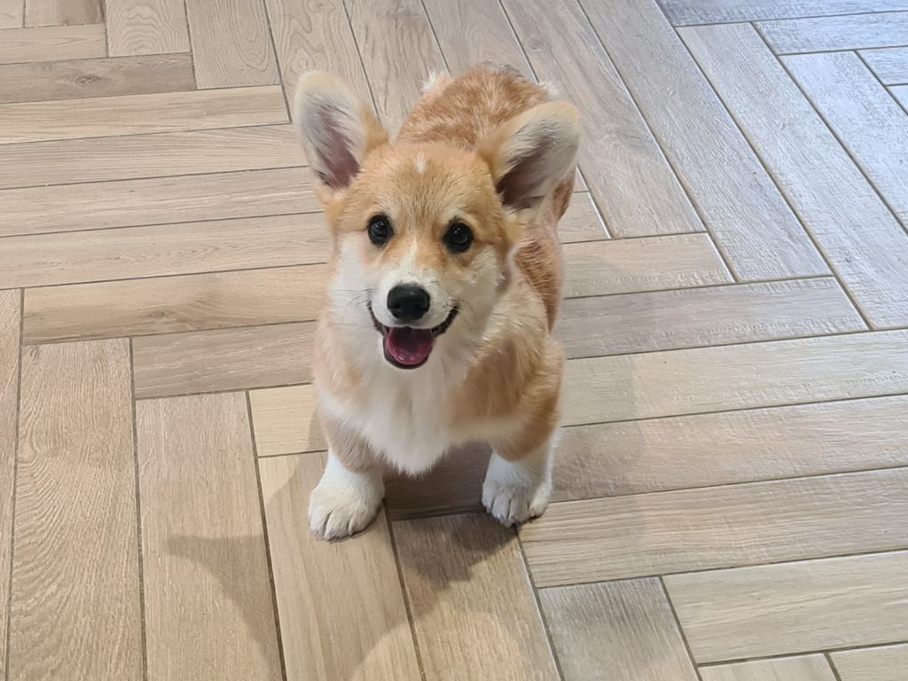 de Paline - Welsh Corgi Pembroke - Portée née le 01/07/2025