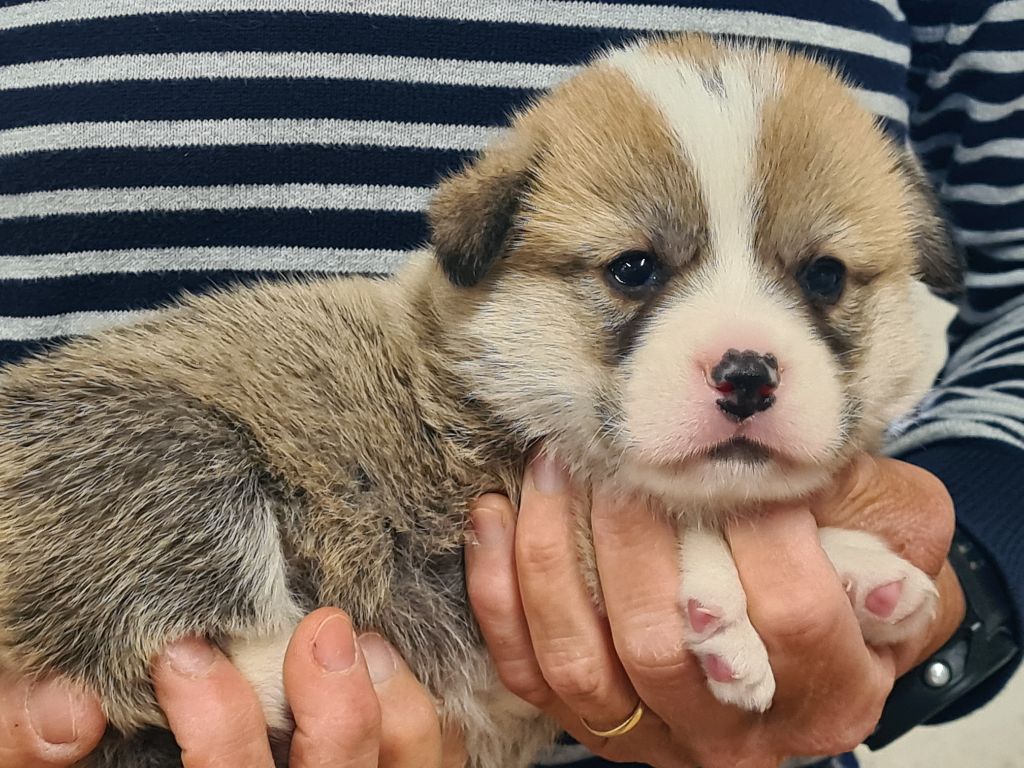 Chiot Welsh Corgi Pembroke de Paline