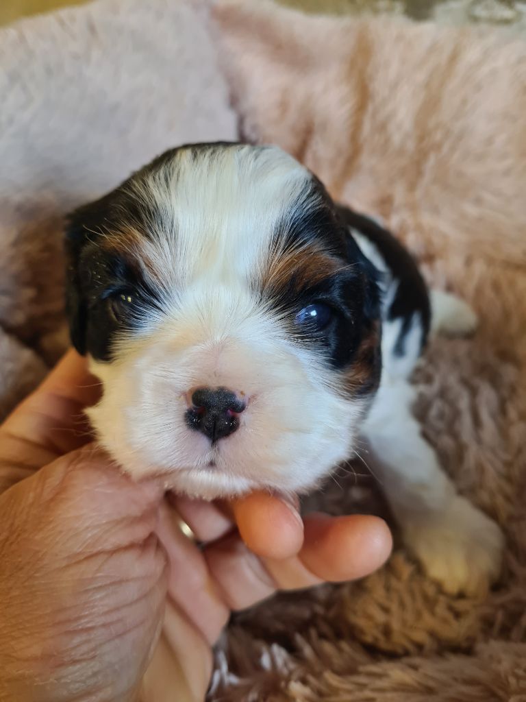 de Paline - Chiots disponibles - Cavalier King Charles Spaniel