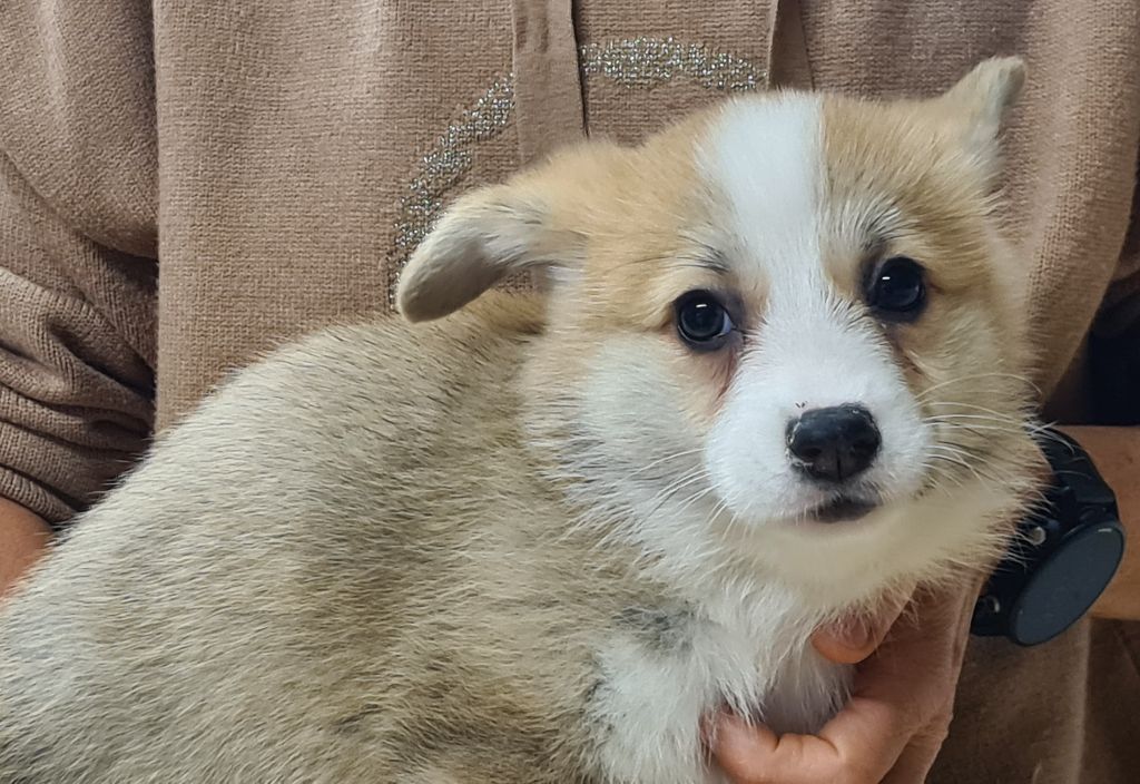 de Paline - Chiots disponibles - Welsh Corgi Pembroke