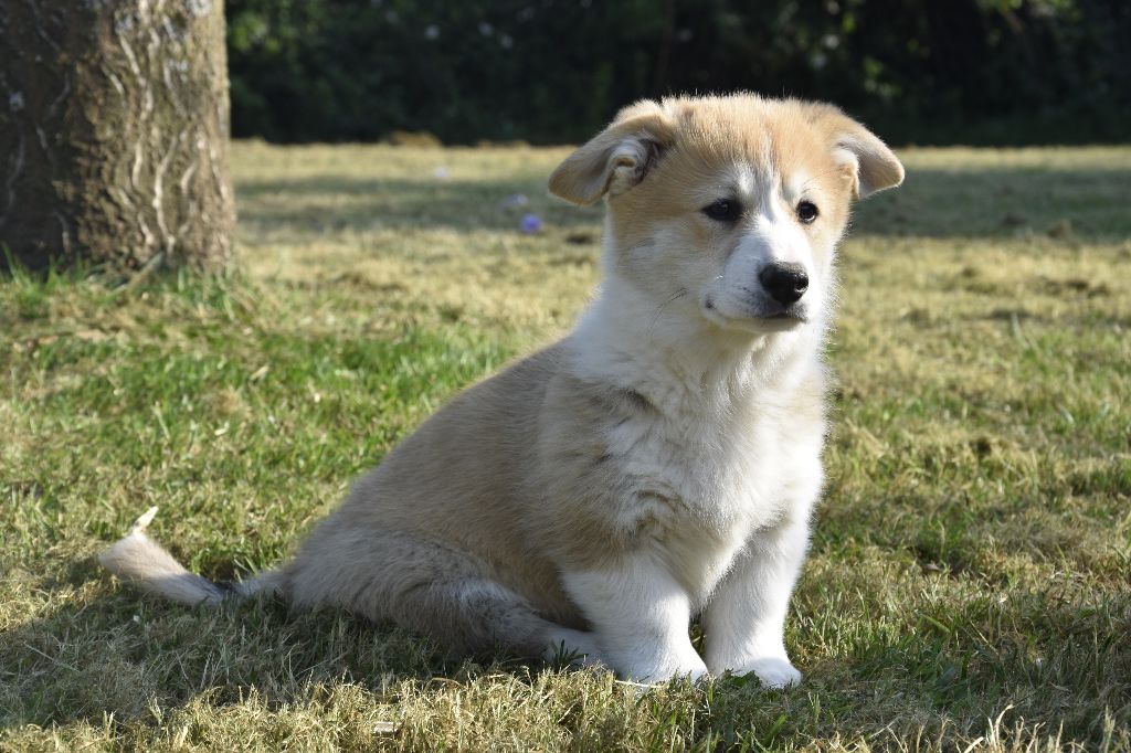 Chiot Welsh Corgi Pembroke de Paline