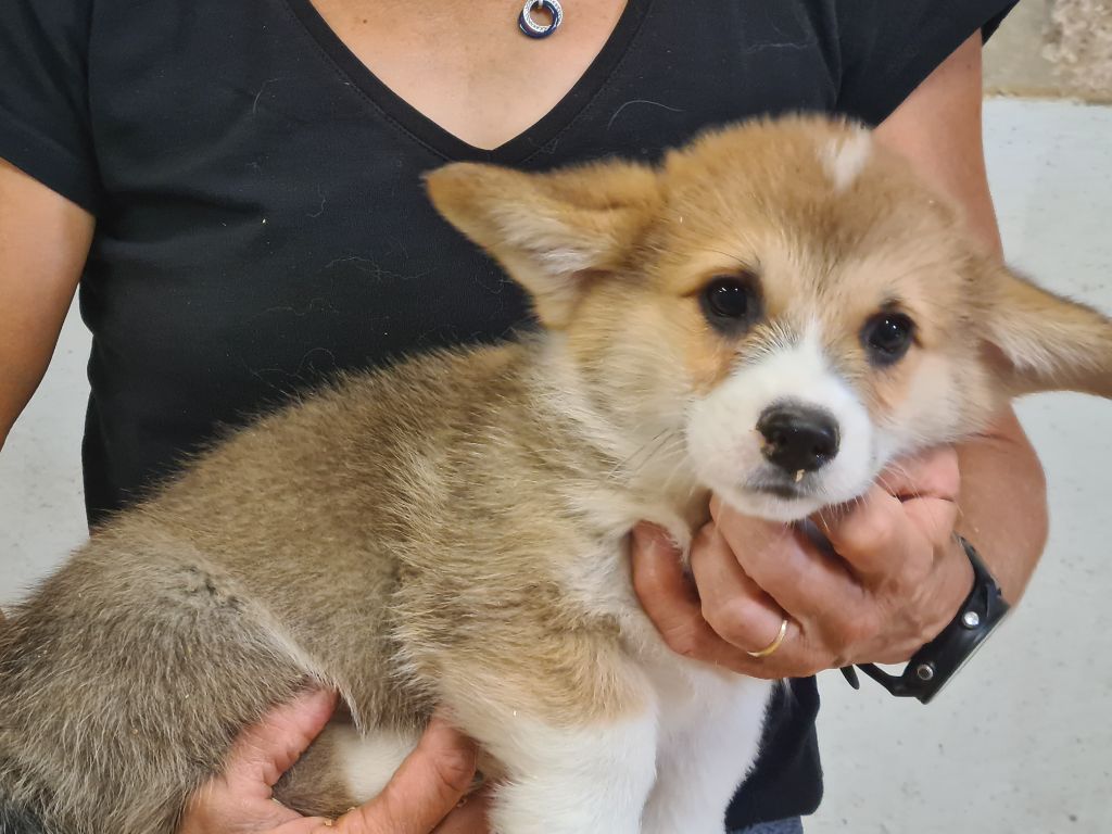 de Paline - Chiots disponibles - Welsh Corgi Pembroke