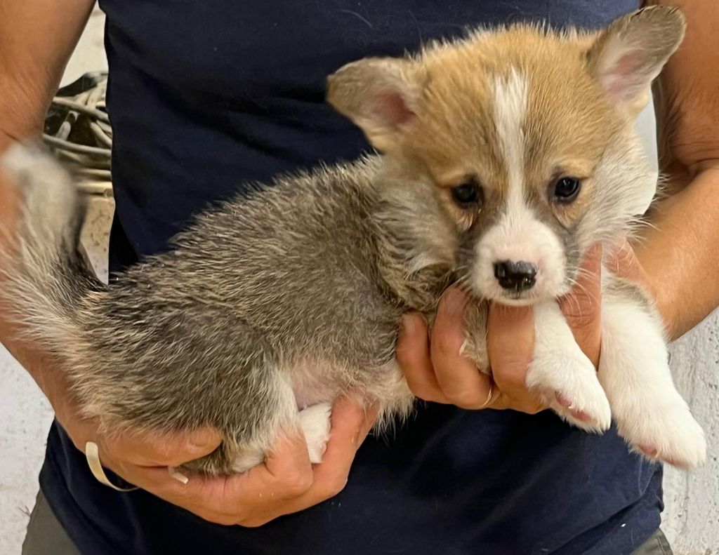 de Paline - Chiots disponibles - Welsh Corgi Pembroke
