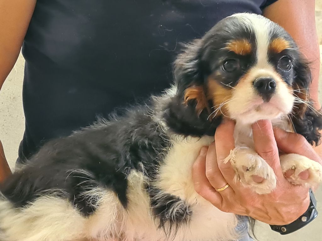 de Paline - Chiots disponibles - Cavalier King Charles Spaniel