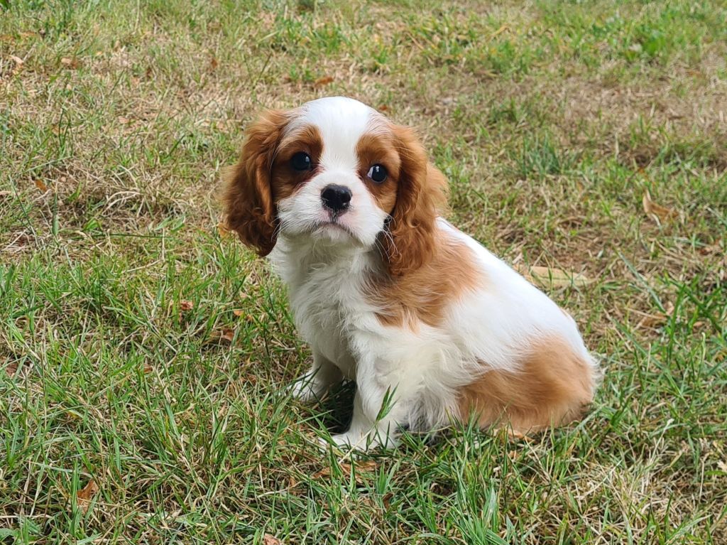 de Paline - Chiots disponibles - Cavalier King Charles Spaniel