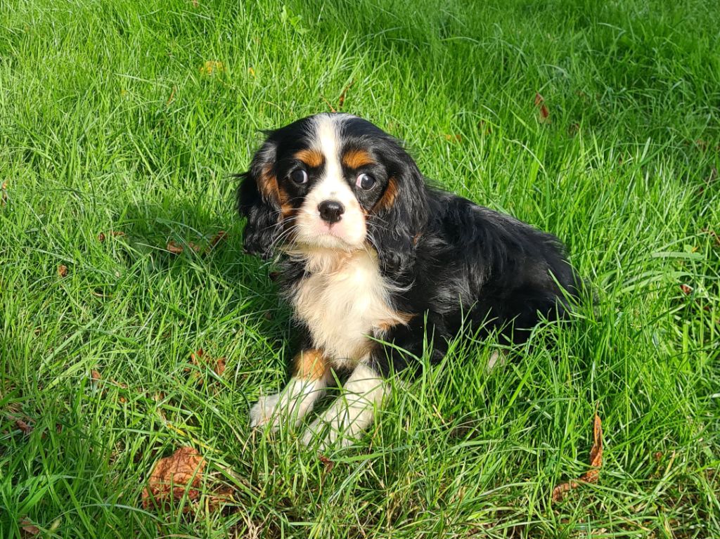 Chiot Cavalier King Charles Spaniel de Paline