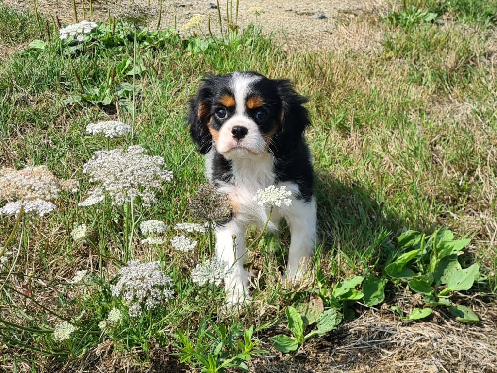 de Paline - Chiots disponibles - Cavalier King Charles Spaniel