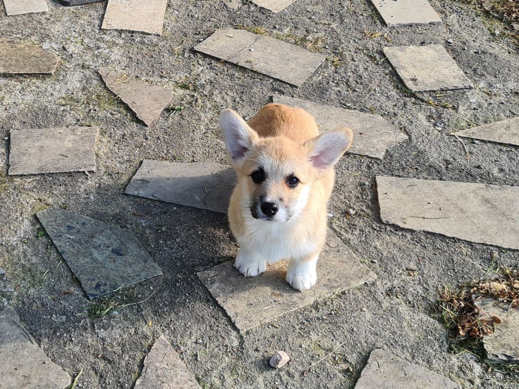 Chiot Welsh Corgi Pembroke de Paline