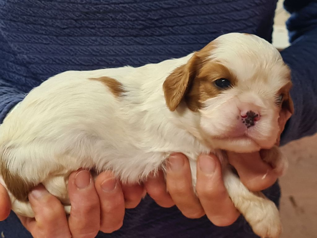 de Paline - Chiots disponibles - Cavalier King Charles Spaniel