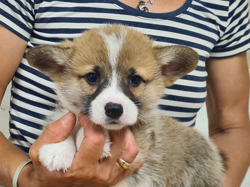 de Paline - Chiots disponibles - Welsh Corgi Pembroke