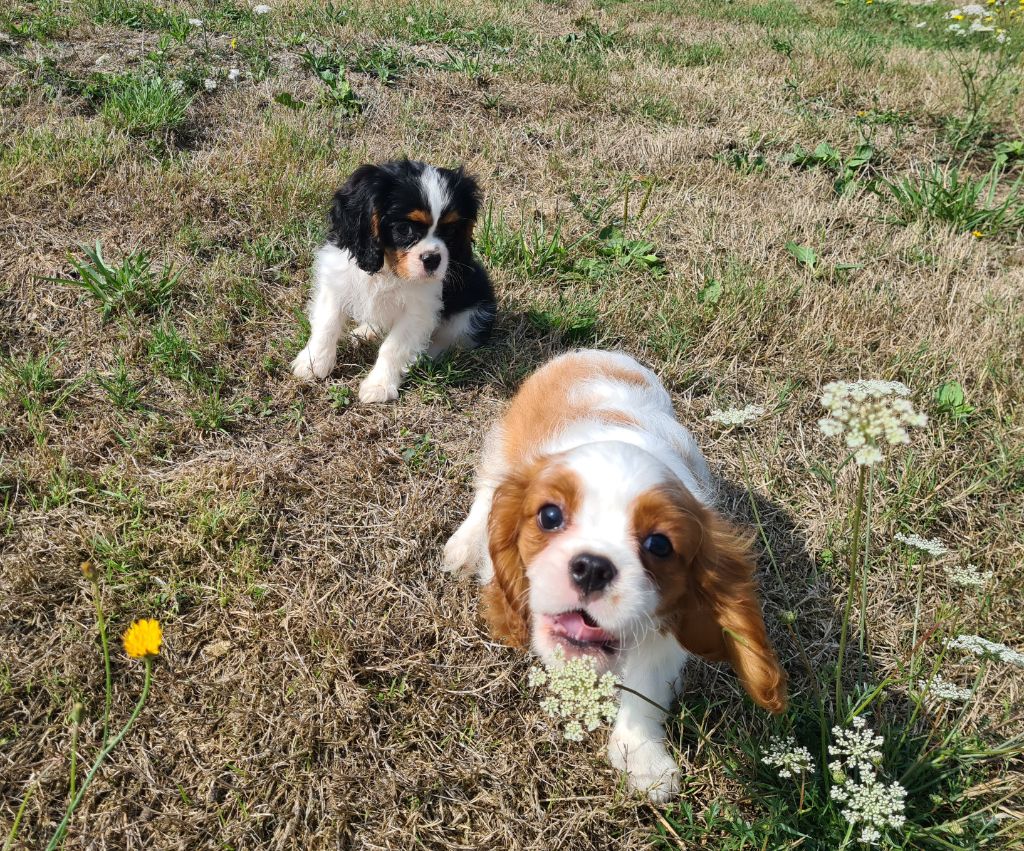 Chiot Cavalier King Charles Spaniel de Paline