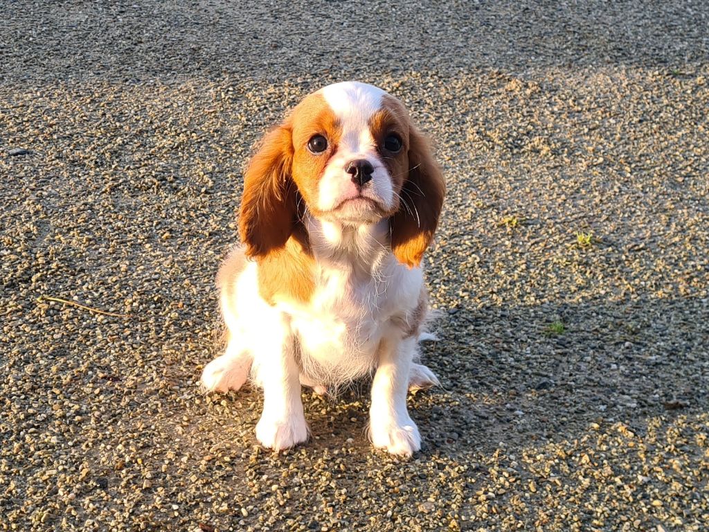 Chiot Cavalier King Charles Spaniel de Paline