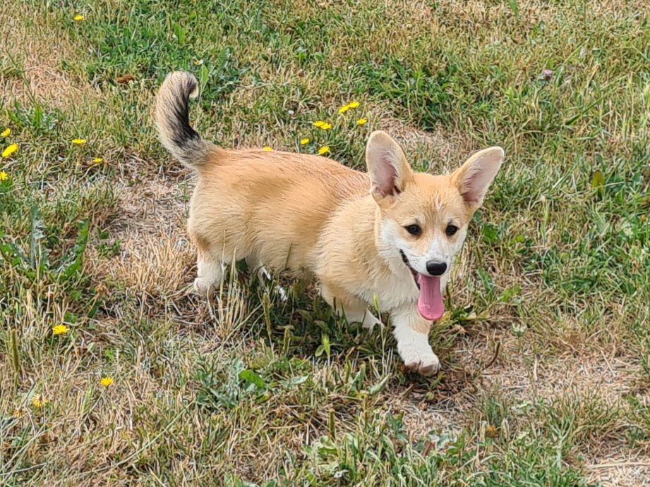 Chiot Welsh Corgi Pembroke de Paline