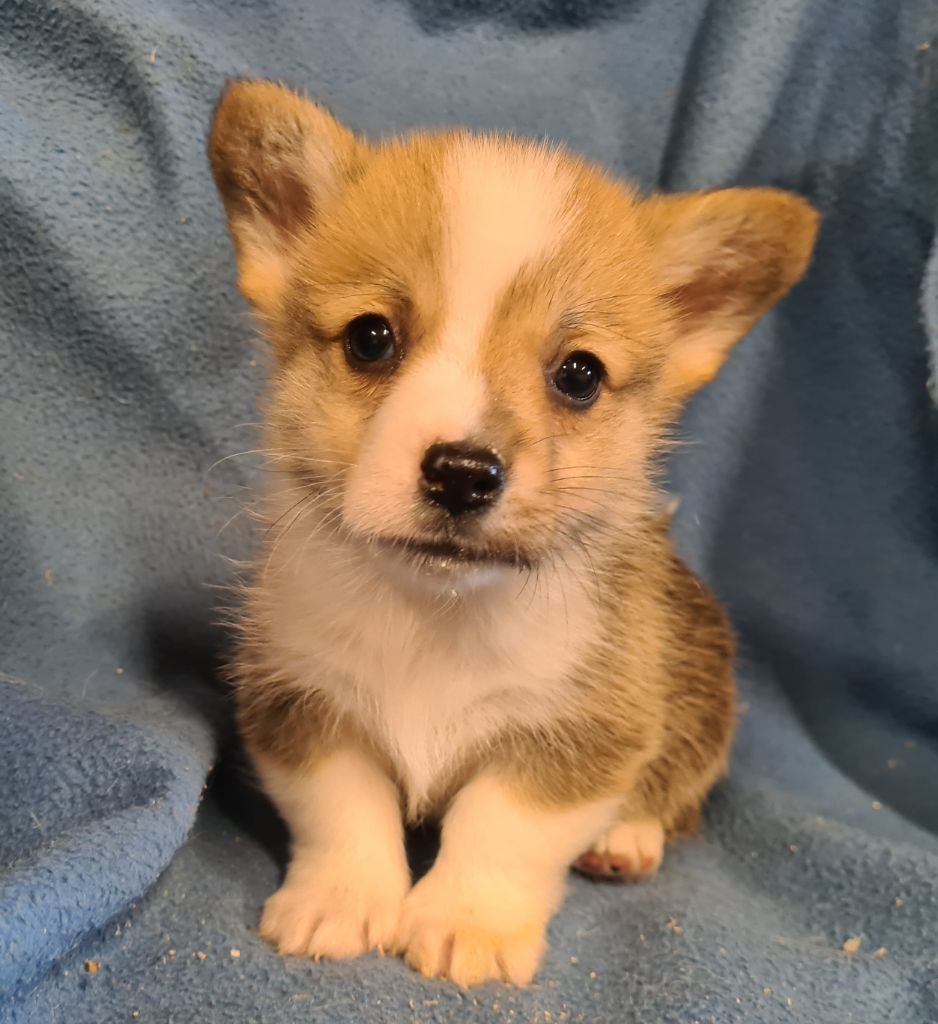 Chiot Welsh Corgi Pembroke de Paline