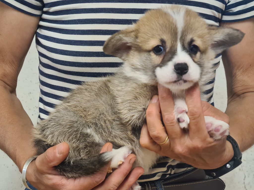 de Paline - Chiots disponibles - Welsh Corgi Pembroke