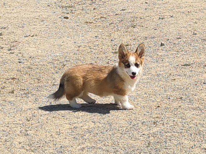 de Paline - Chiots disponibles - Welsh Corgi Pembroke