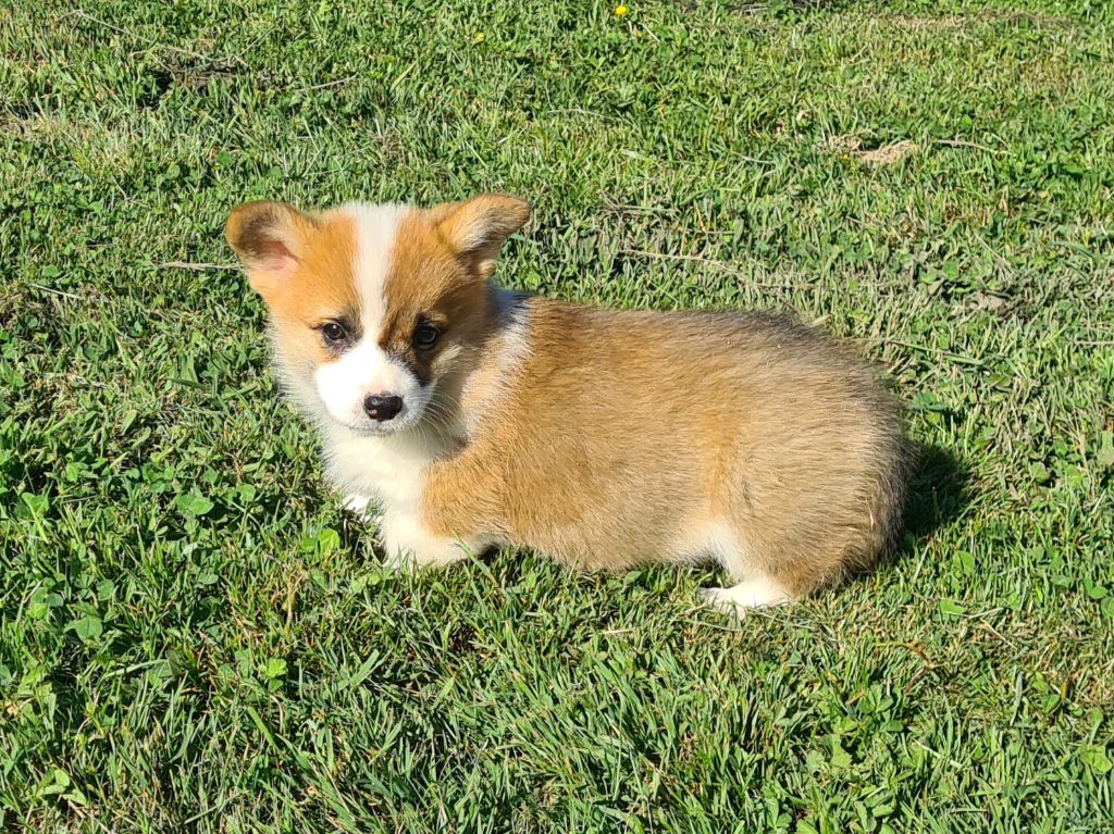 de Paline - Chiots disponibles - Welsh Corgi Pembroke