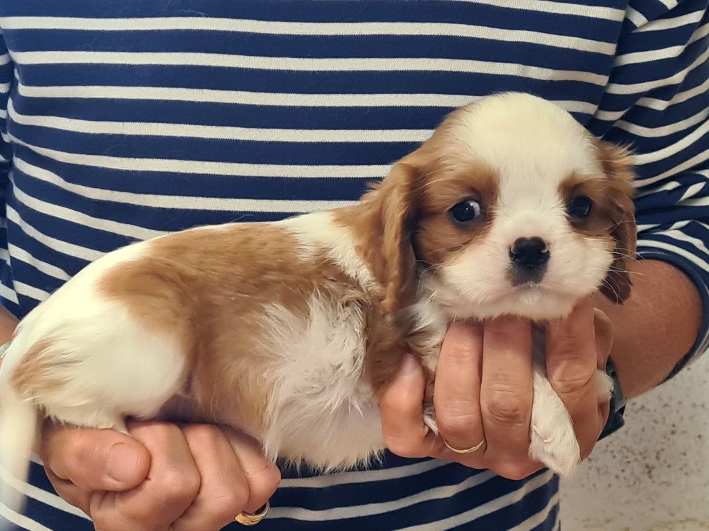 de Paline - Chiots disponibles - Cavalier King Charles Spaniel