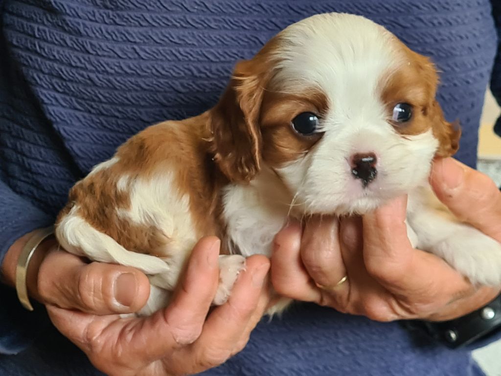 de Paline - Chiots disponibles - Cavalier King Charles Spaniel
