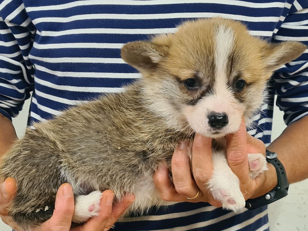 de Paline - Chiots disponibles - Welsh Corgi Pembroke