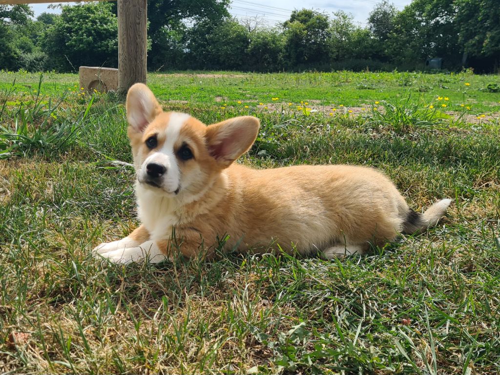 de Paline - Chiots disponibles - Welsh Corgi Pembroke