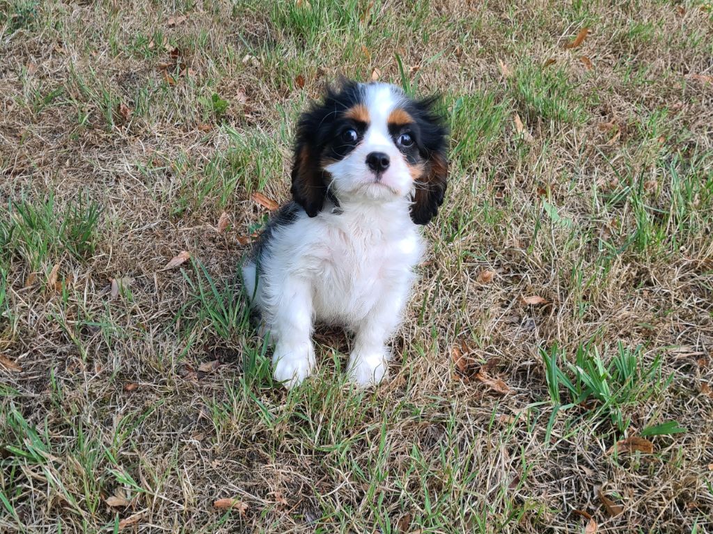 de Paline - Chiots disponibles - Cavalier King Charles Spaniel