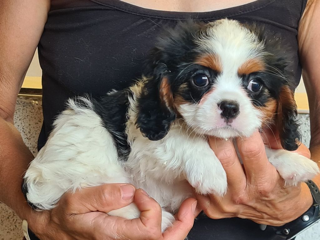 de Paline - Chiots disponibles - Cavalier King Charles Spaniel