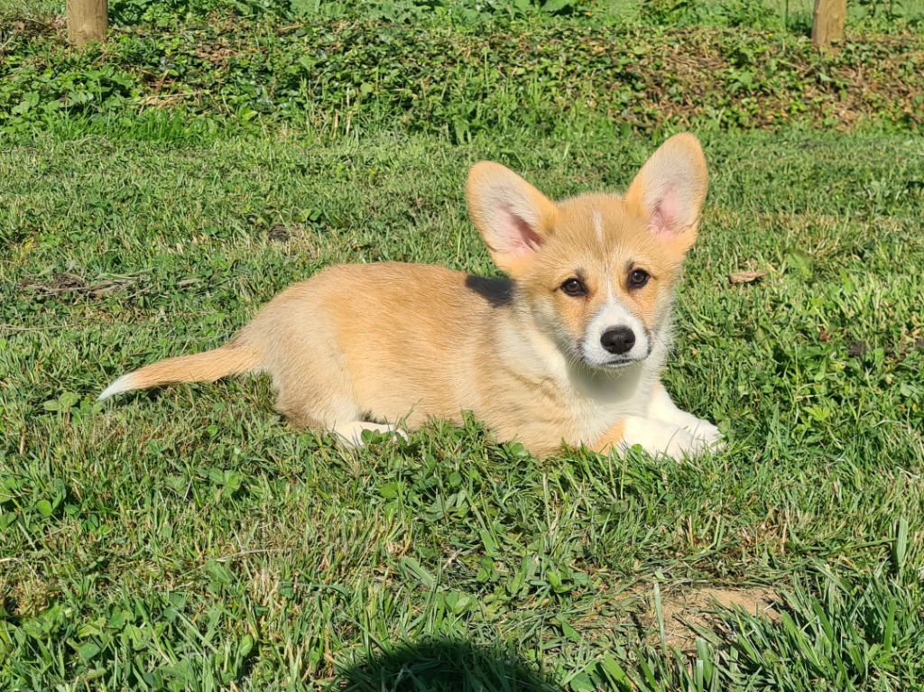 de Paline - Welsh Corgi Pembroke - Portée née le 20/02/2025