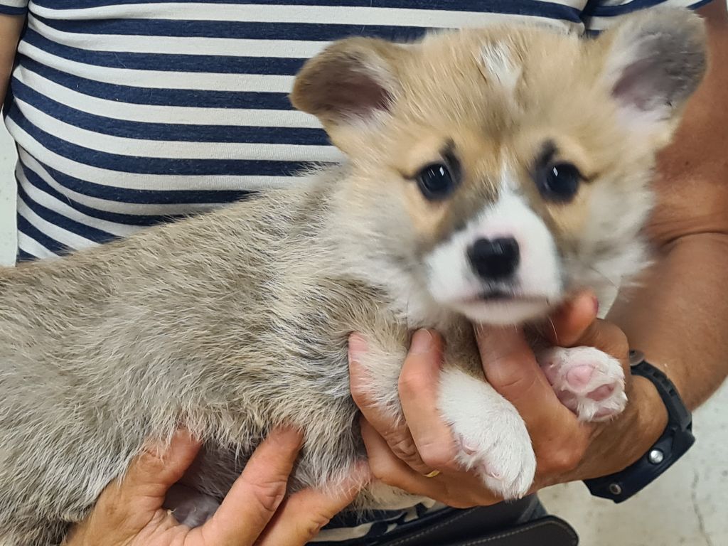 de Paline - Chiots disponibles - Welsh Corgi Pembroke
