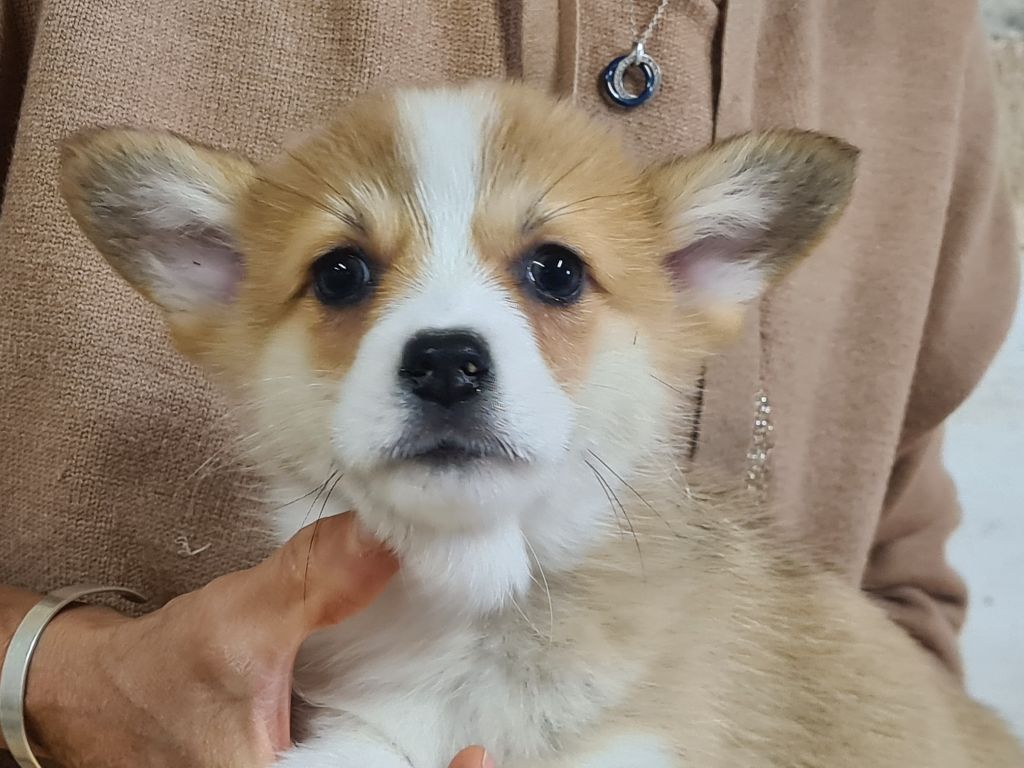 de Paline - Chiots disponibles - Welsh Corgi Pembroke