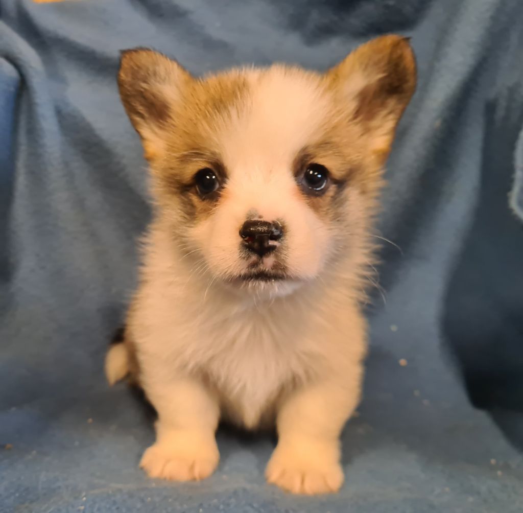 de Paline - Chiots disponibles - Welsh Corgi Pembroke
