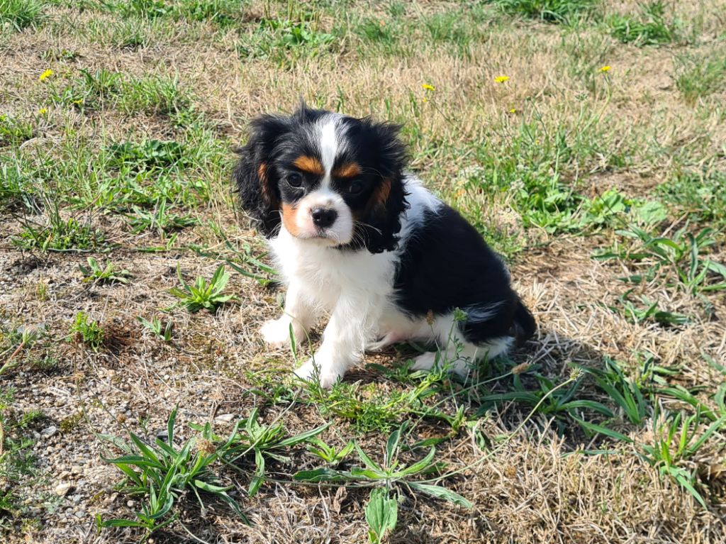 de Paline - Chiots disponibles - Cavalier King Charles Spaniel