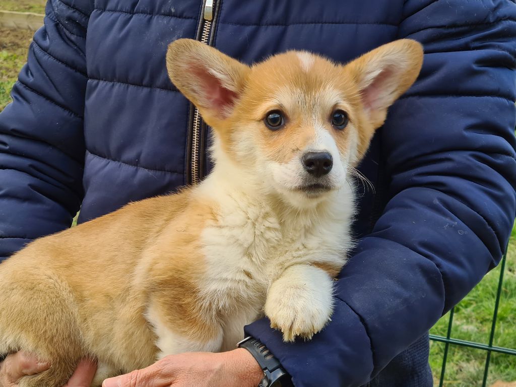 Chiot Welsh Corgi Pembroke de Paline