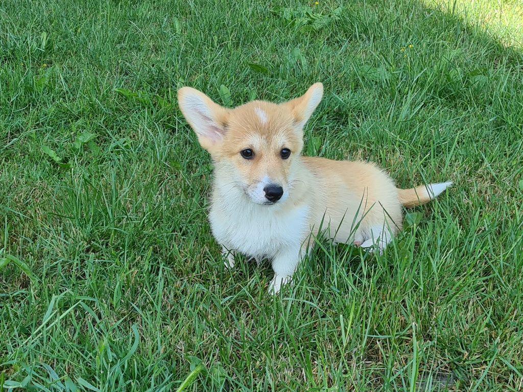 Chiot Welsh Corgi Pembroke de Paline