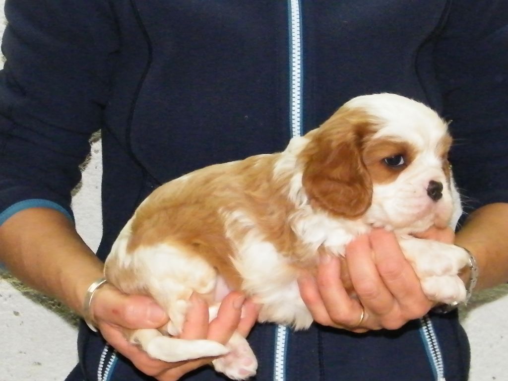 OSCAR