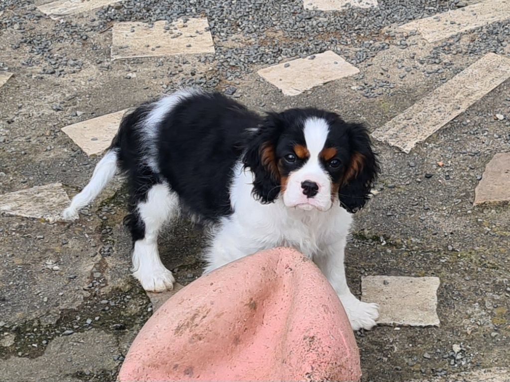 de Paline - Chiots disponibles - Cavalier King Charles Spaniel